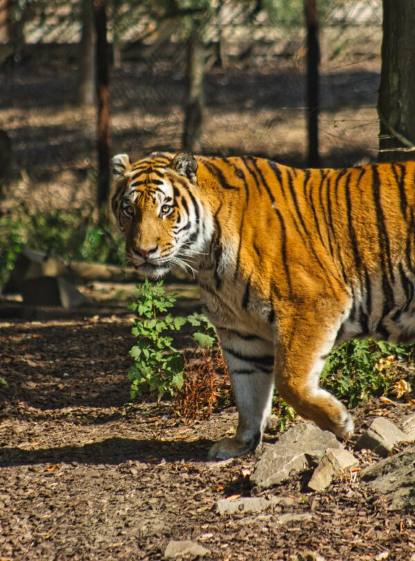 Ranthambore tiger safari