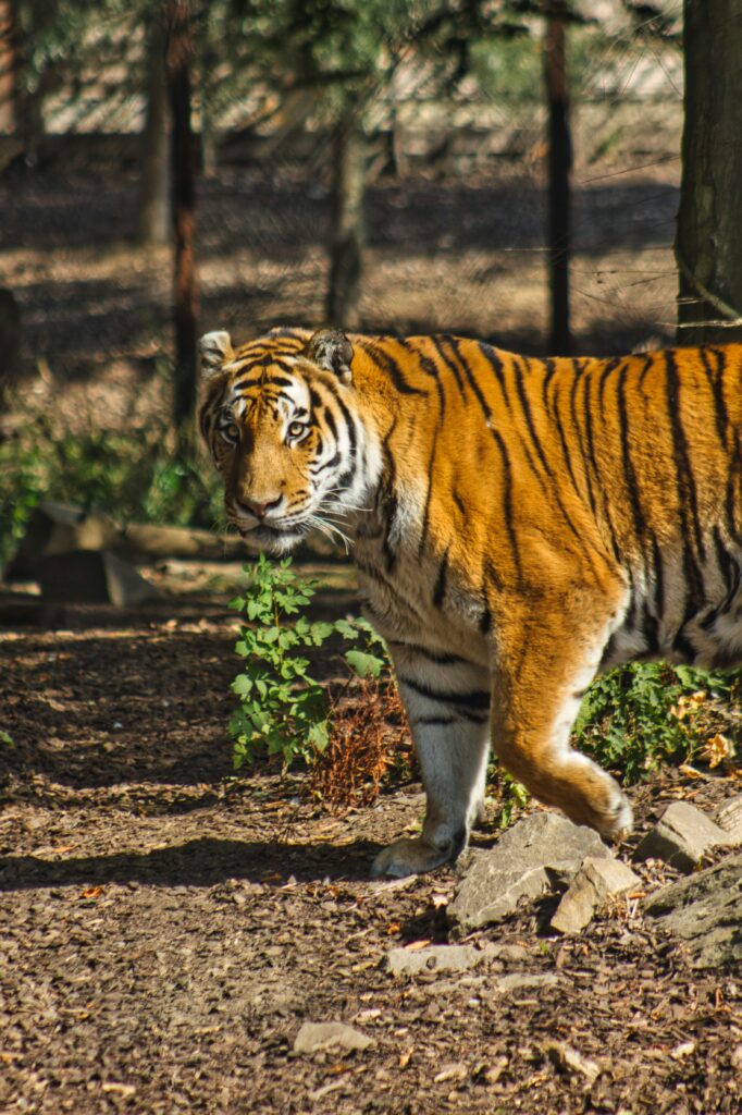 Ranthambore tiger safari