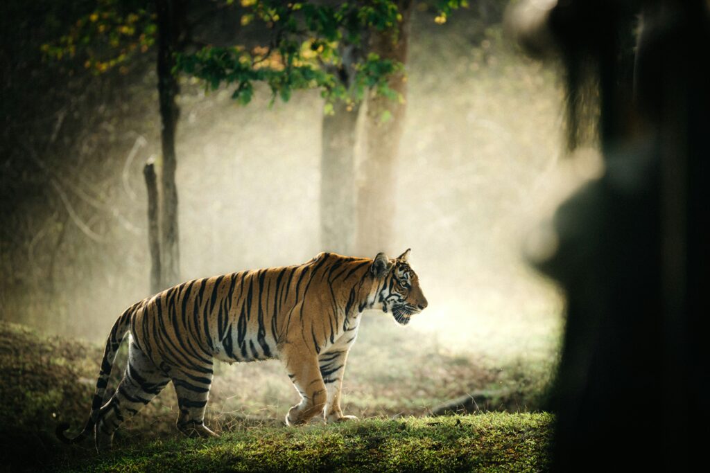 Ranthambore tiger safari