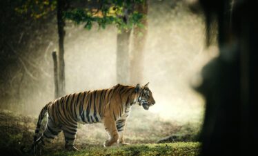Ranthambore tiger safari