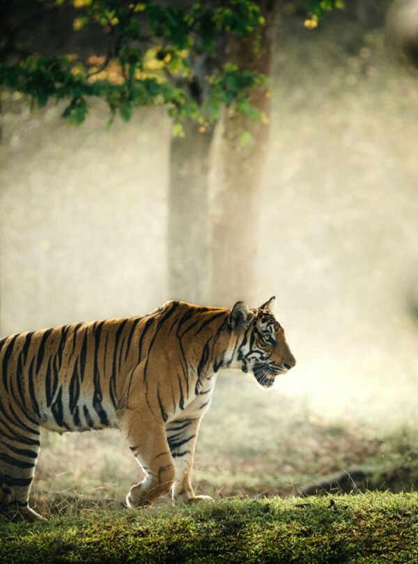 Ranthambore tiger safari